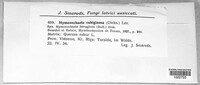 Hymenochaete rubiginosa image